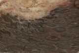 Polished, Jurassic Petrified Tree Fern (Osmunda) Slab - Australia #185166-1